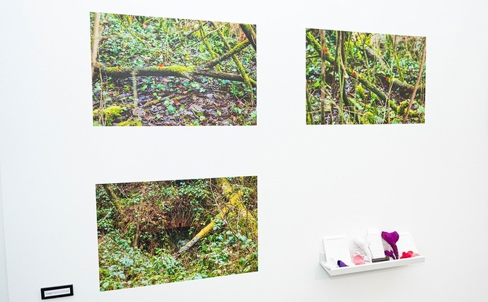 Three photos of ivy, branches, and dead leaves on a forest floor.